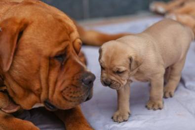 boerboel roodepoort
